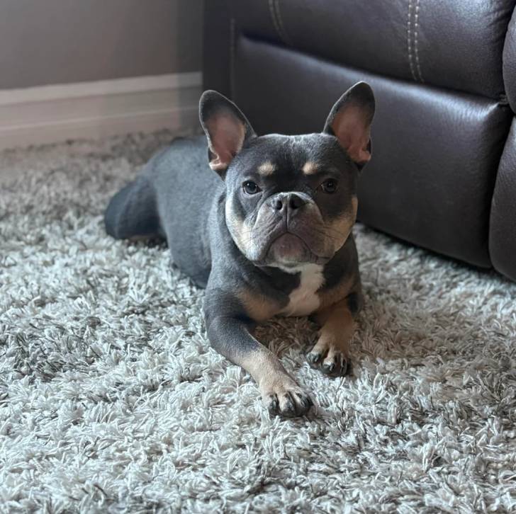 Un American french Bulldog allongé sur un tapis et regardant vers la caméra