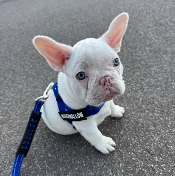 Un American french Bulldog assis et tenu en laisse