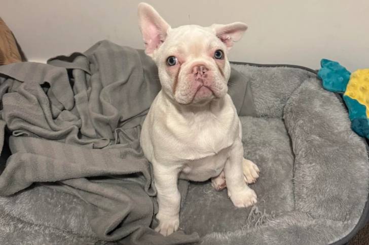 Un American french Bulldog allongé sur un canapé
