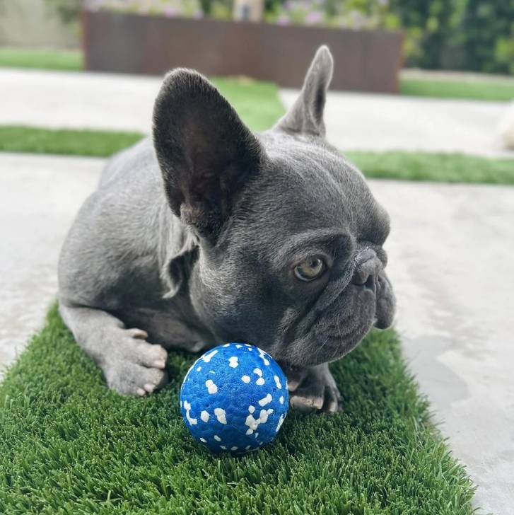 Un American french Bulldog allongé sur une surface gazonné