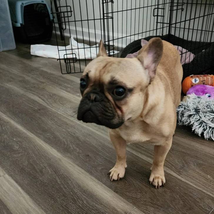 Un American french Bulldog sur un parquet