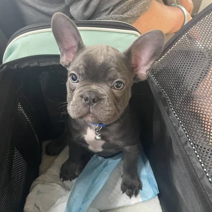 Un American french Bulldog assis dans un sac