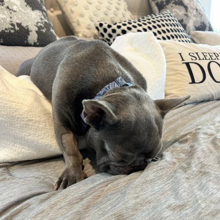 Un American french Bulldog allongé sur un lit et semblant dormir