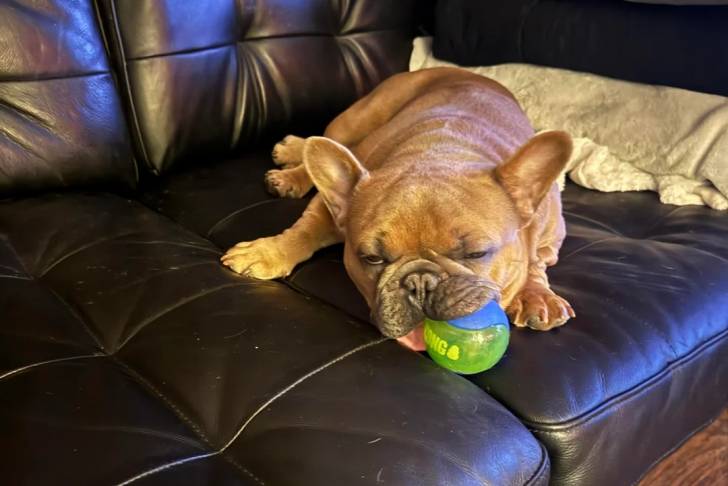 Un American french Bulldog allongé sur un canapé