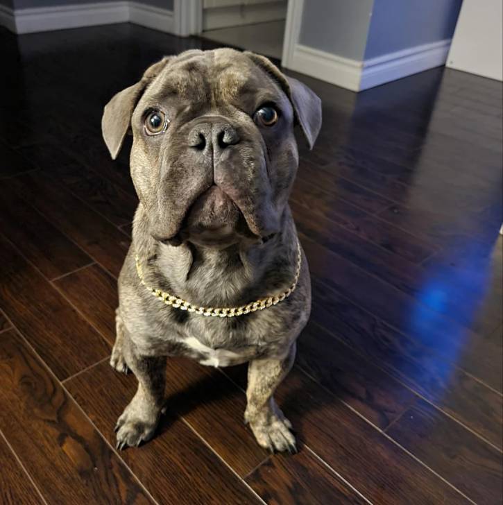 Un American french Bulldog assis sur un parquet et portant une chaîne autour du cou