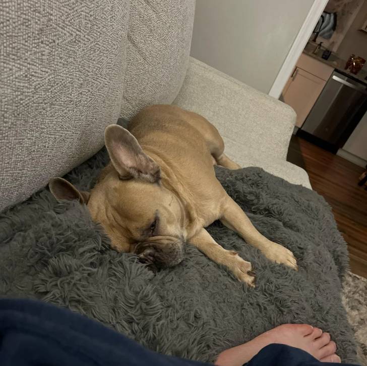 Un American french Bulldog allongé sur un canapé 