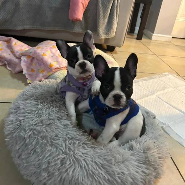 Deux American french Bulldog assis et regardant vers la caméra