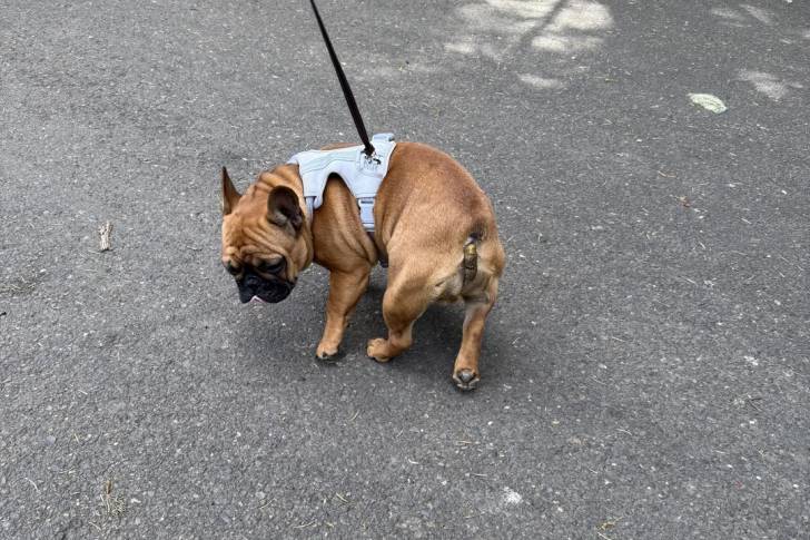 Un American french Bulldog portant un harnais et tenu en laisse
