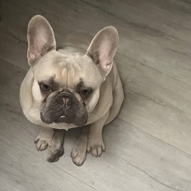 Un American french Bulldog assis sur un parquet