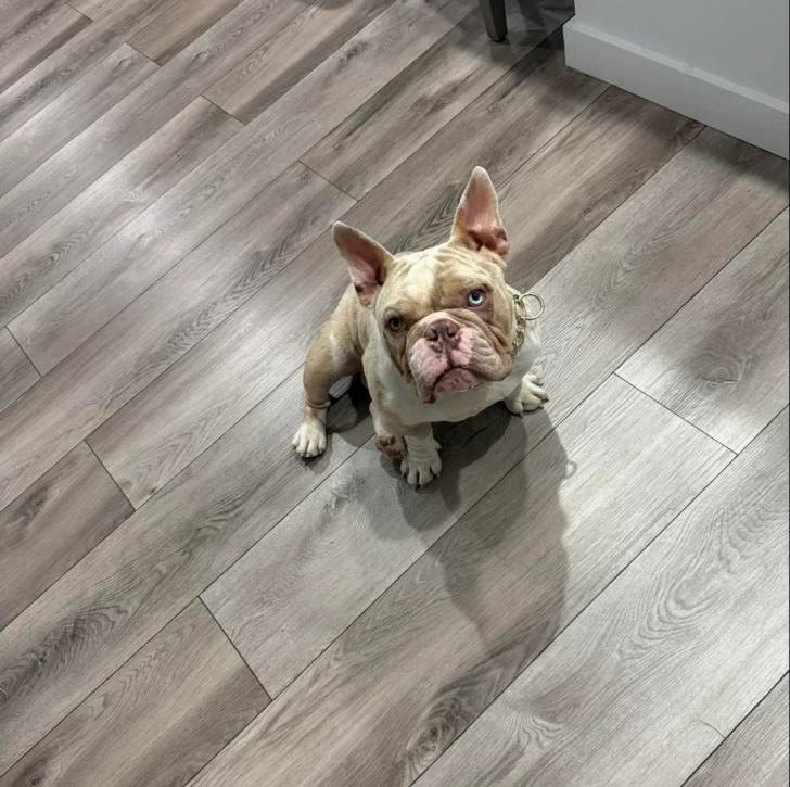Un American french Bulldog assis sur un parquet et regardant vers la caméra