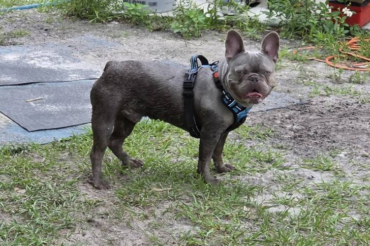 Un American french Bulldog sur un panier et portant un harnais