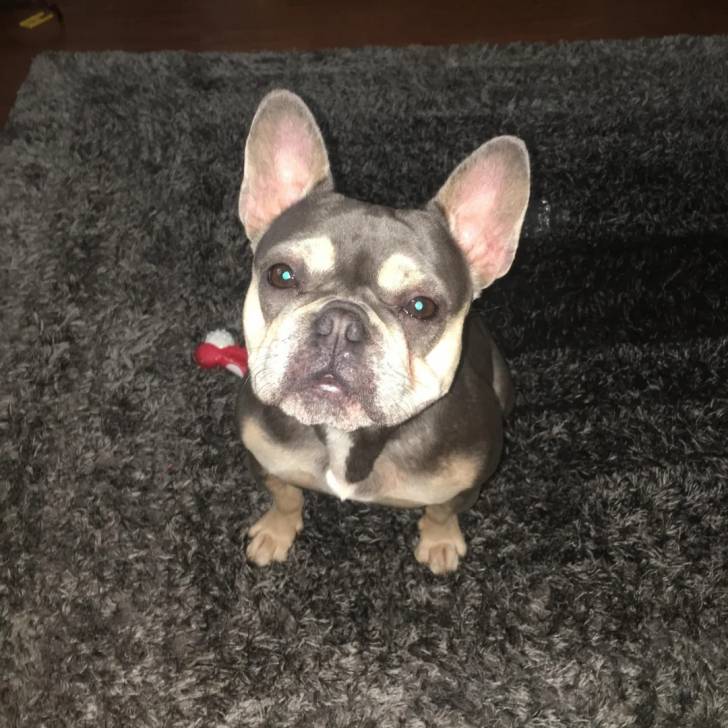Un American french Bulldog assis sur un tapis