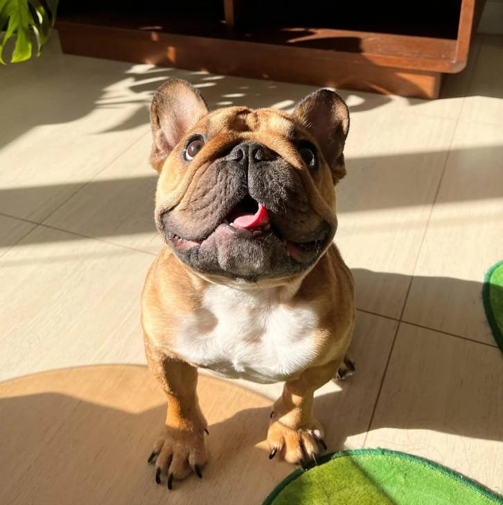 Un American french Bulldog sur un sol carrelé