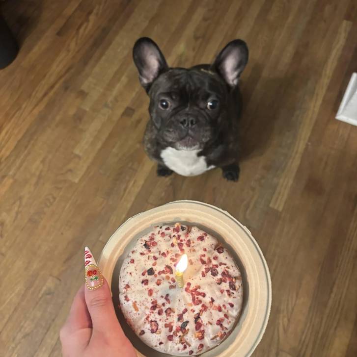 Un American french Bulldog assis sur un parquet et attendant son repas