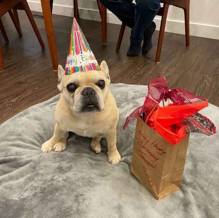 Un American french Bulldog assis sur un grand coussin et regardant vers la caméra