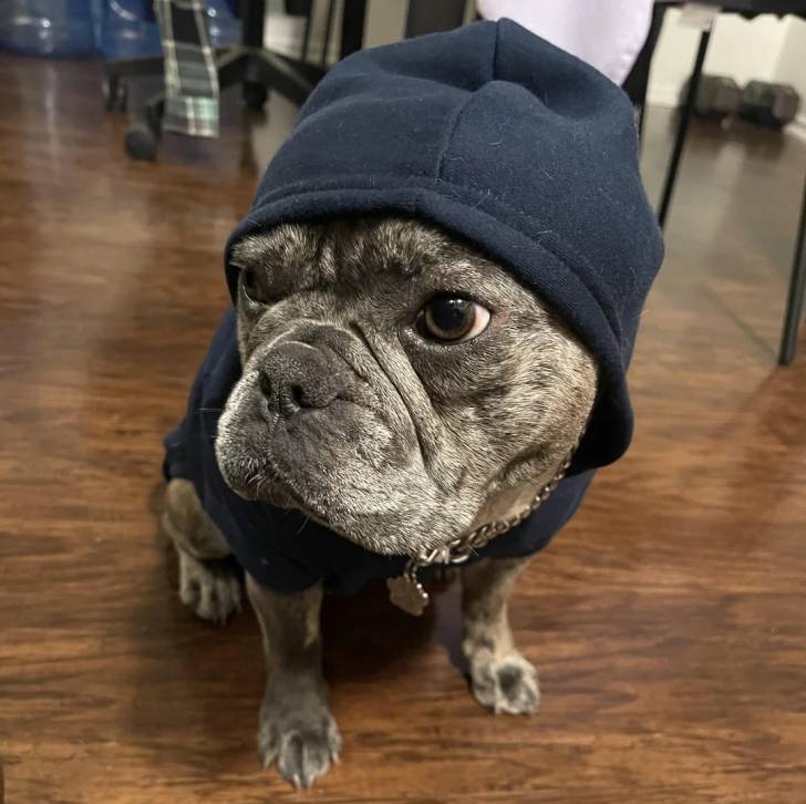 Un American french Bulldog assis sur un plancher et portant un pull-over pour chien