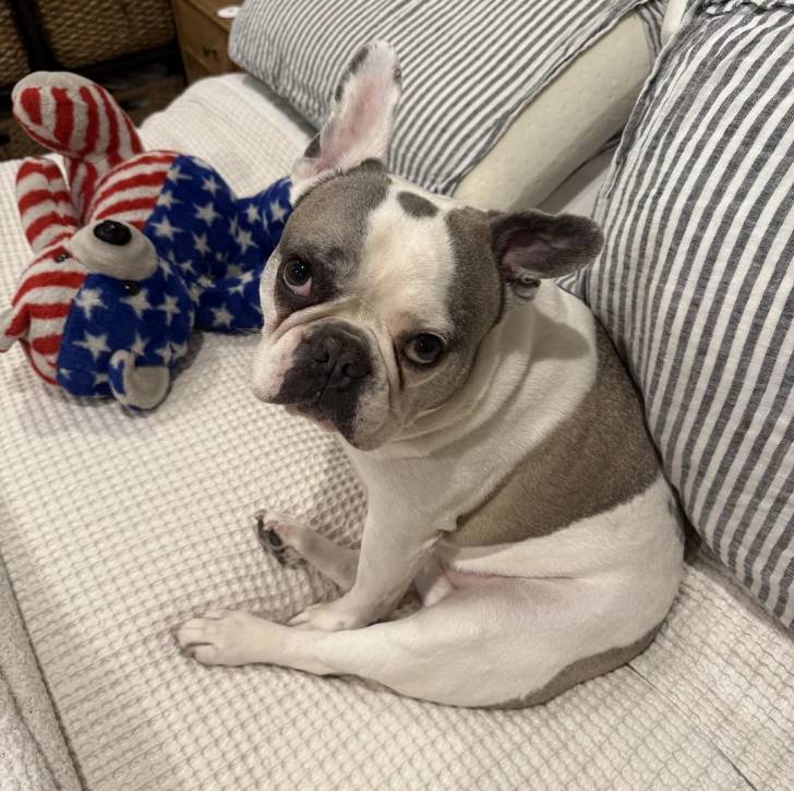 Un American french Bulldog assis sur un canapé