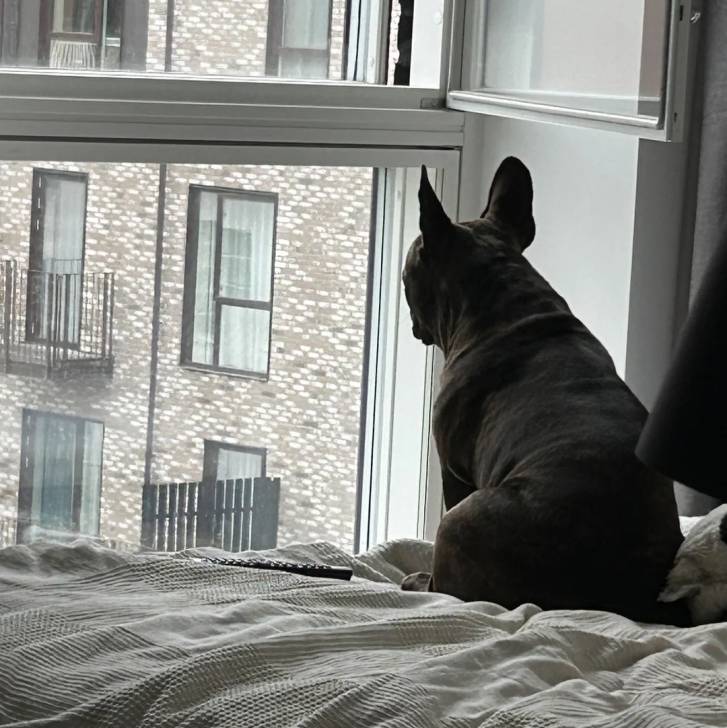 Un American french Bulldog assis sur un lit et regardant par la fenêtre