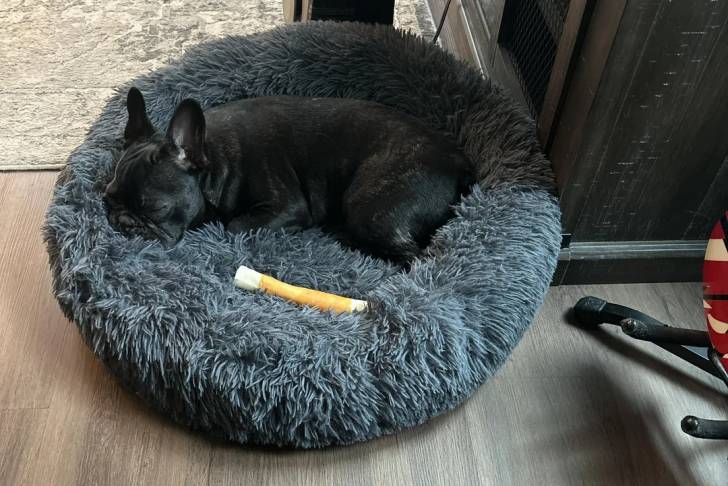 Un American french Bulldog allongé sur un panier