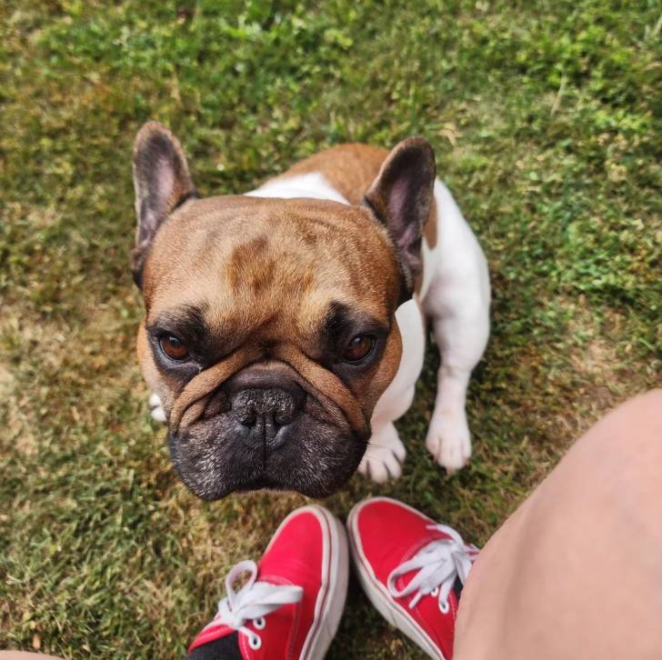 Un American french Bulldog assis sur un terrain herbeux et regardant vers la caméra
