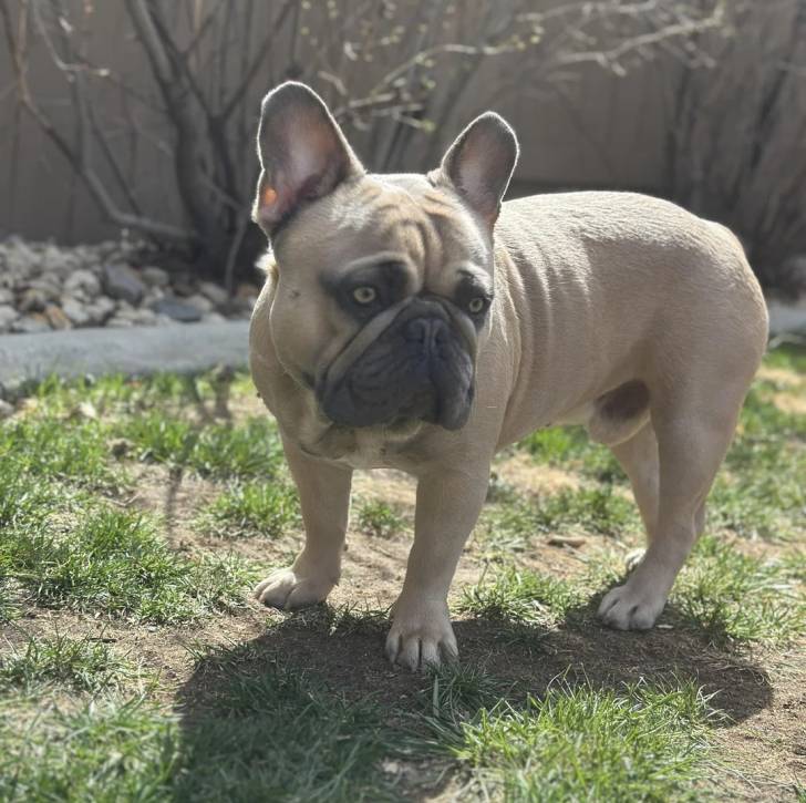 Un American french Bulldog sur un terrain herbeux