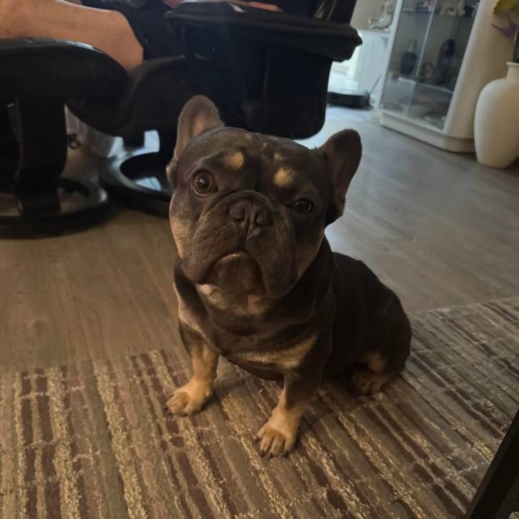 Un American french Bulldog assis sur un natte
