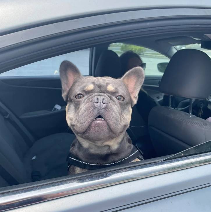 Un American french Bulldog dans un véhicule et regardant vers la caméra