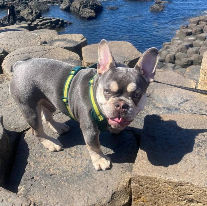 Un American french Bulldog sur une roche et portant un harnais
