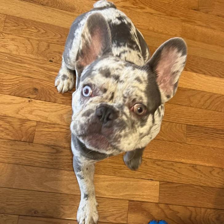 Un American french Bulldog sur un parquet