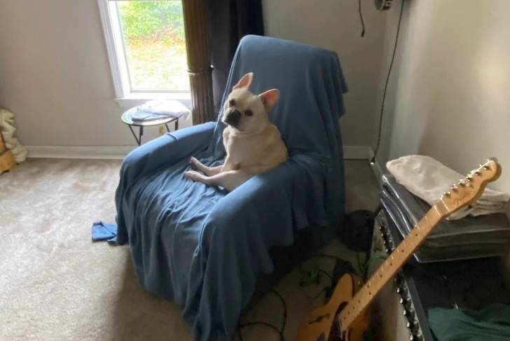 Un American french Bulldog assis sur un fauteuil