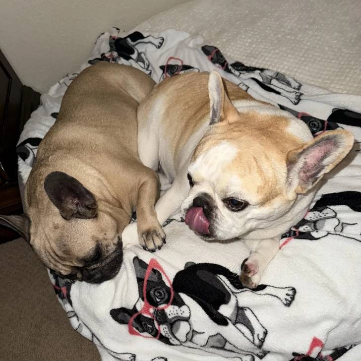 Deux American french Bulldog allongés sur un lit
