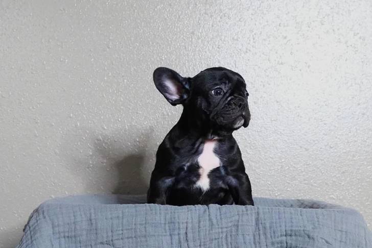 Un American french Bulldog assis dans un panier