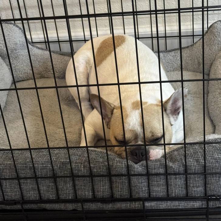 Un American french Bulldog allongé dans une cage