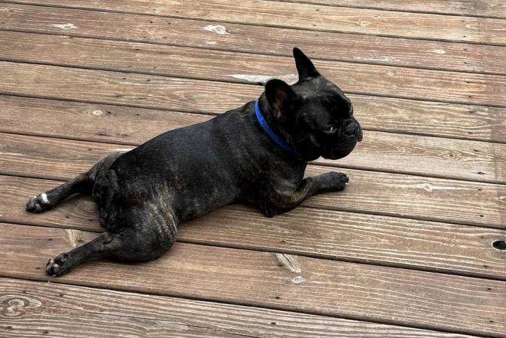 Un American french Bulldog allongé sur un parquet