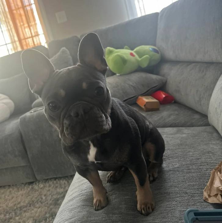 Un American french Bulldog assis sur un canapé