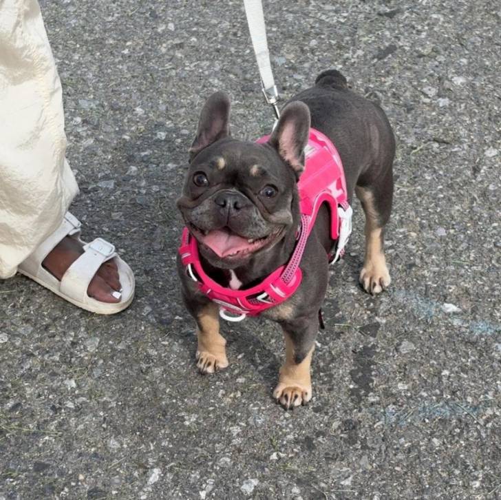 Un American french Bulldog portant un harnais et tenu en laisse