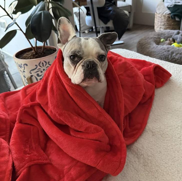 Un American french Bulldog recouvert d'une couverture sur un lit