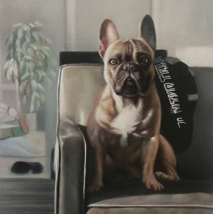 Un American french Bulldog assis sur un canapé et regardant vers la caméra