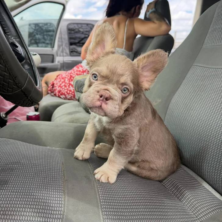 Un American french Bulldog assis sur le siège d'un véhicule