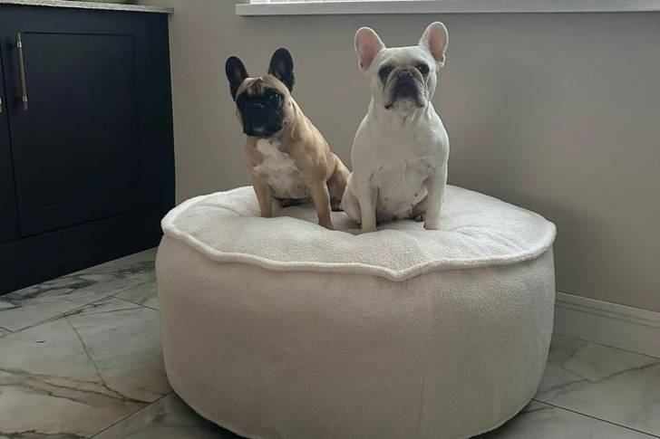 Deux American french Bulldog assis et regardant vers la caméra