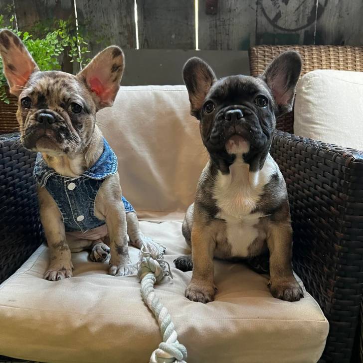Deux American french Bulldog assis sur une chaise