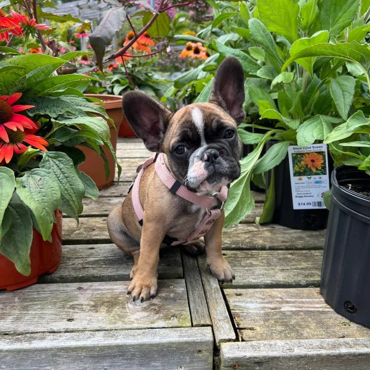 Un American french Bulldog assis sur une table en bois et portant un harnais