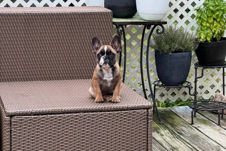 Un American french Bulldog assis sur une chaise