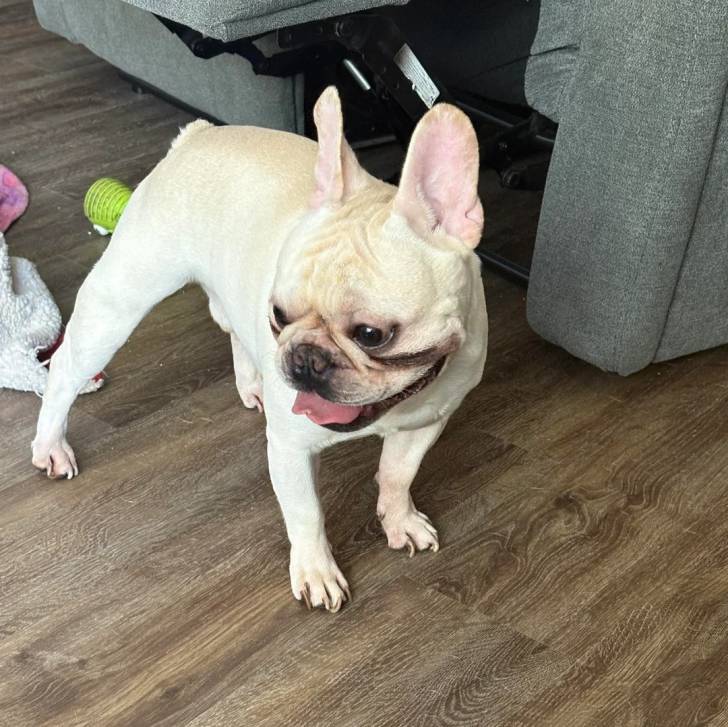 Un American french Bulldog sur un parquet et tirant la langue