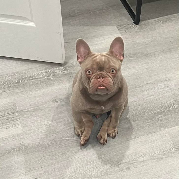 Un American french Bulldog assis et regardant vers la caméra