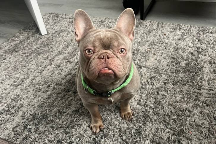 Un American french Bulldog assis sur un tapis et portant un collier autour du cou