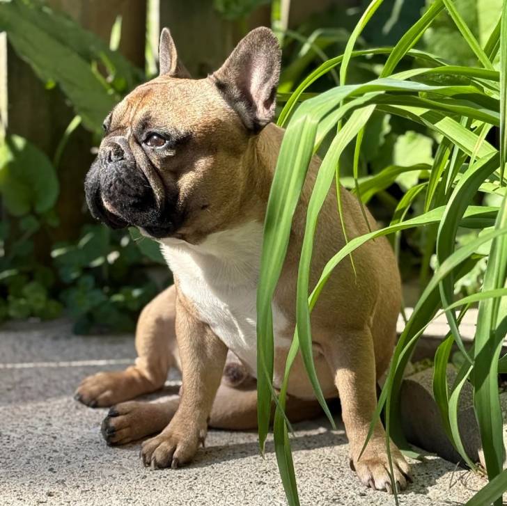Un American french Bulldog assis 