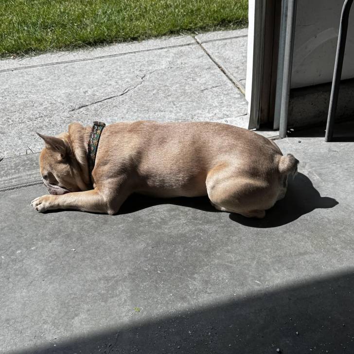Un American french Bulldog allongé et portant un collier autour du cou