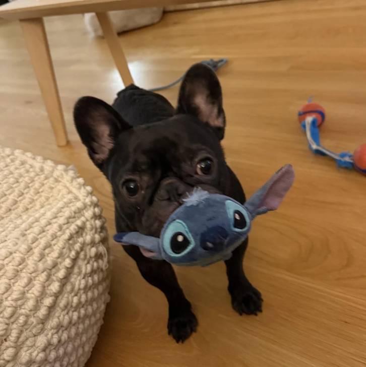 Un American french Bulldog sur un parquet et tenant une peluche dans sa gueule