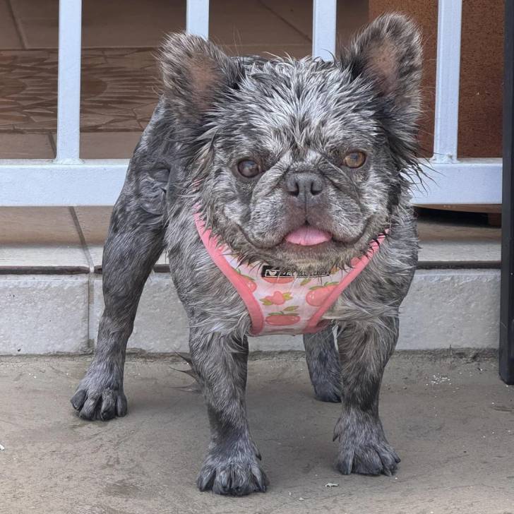 Un American french Bulldog regardant vers la caméra et portant un harnais